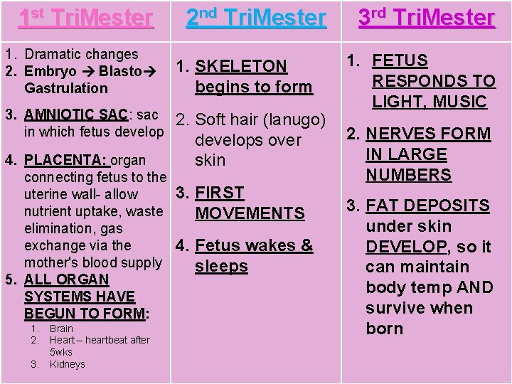 1 st Tri. Mester 1. Dramatic changes 2. Embryo Blasto Gastrulation 2 nd Tri.