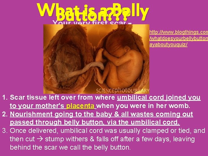 What is a Belly Button? ? ? Your very first scar. http: //www. blogthings.