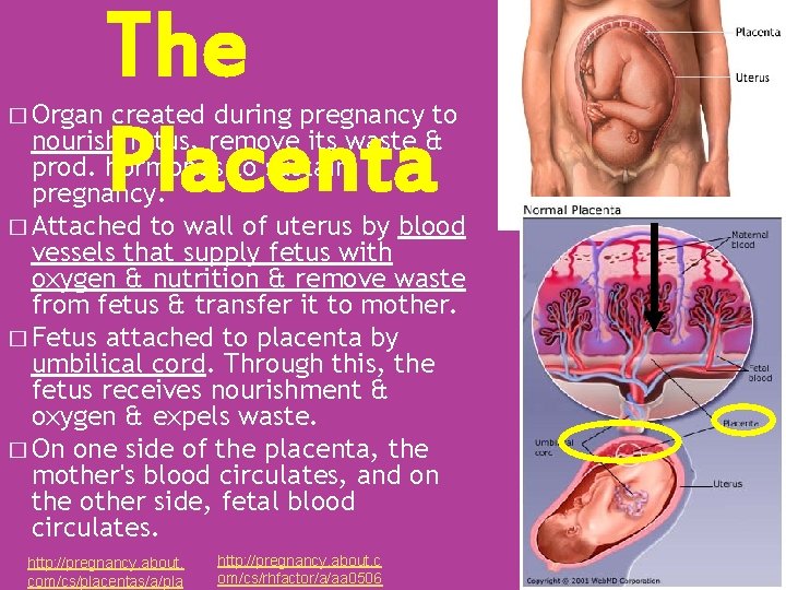 � Organ The Placenta created during pregnancy to nourish fetus, remove its waste &