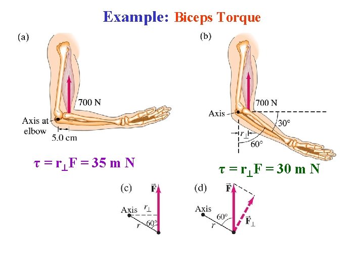 Example: Biceps Torque τ = r F = 35 m N τ = r