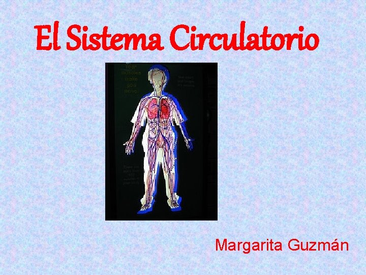 El Sistema Circulatorio Margarita Guzmán 