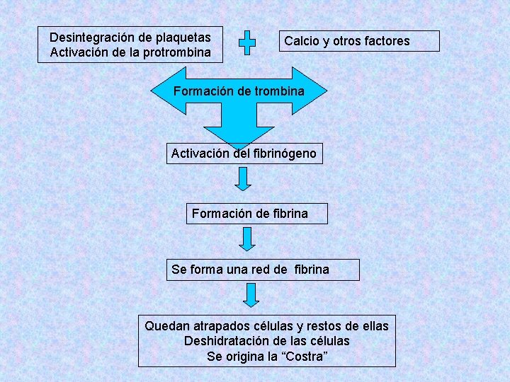 Desintegración de plaquetas Activación de la protrombina Calcio y otros factores Formación de trombina