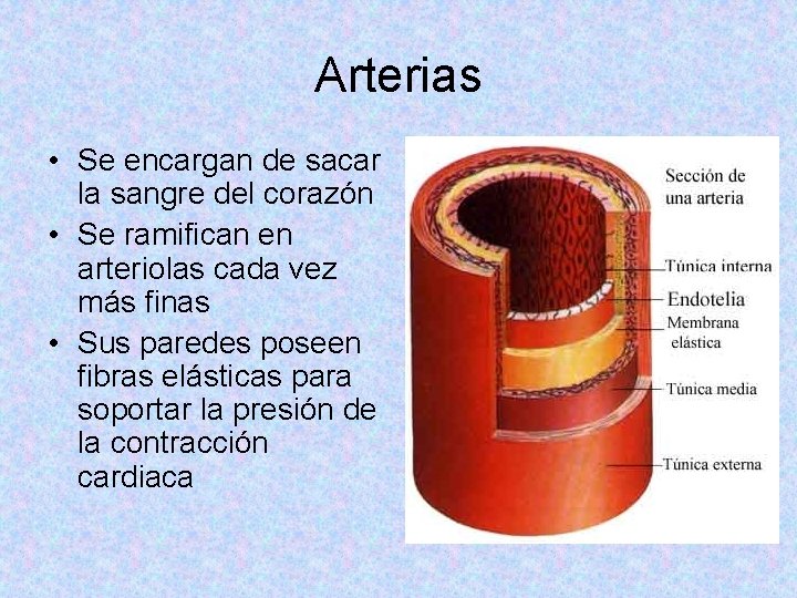 Arterias • Se encargan de sacar la sangre del corazón • Se ramifican en