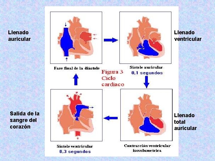 Llenado auricular Salida de la sangre del corazón Llenado ventricular Llenado total auricular 