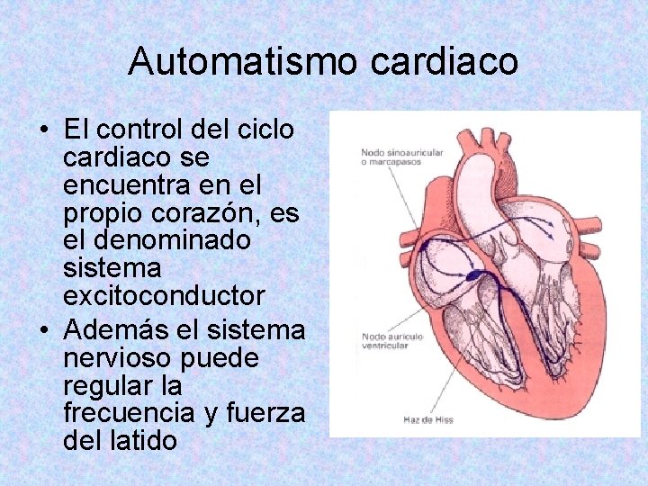 Automatismo cardiaco • El control del ciclo cardiaco se encuentra en el propio corazón,