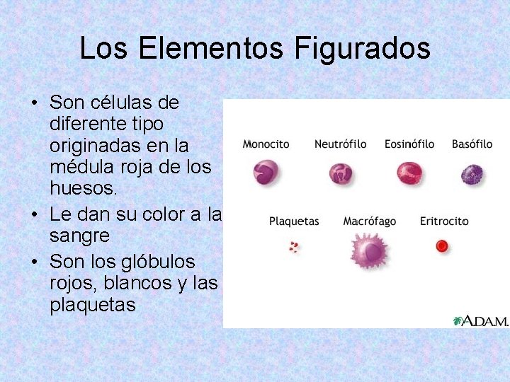Los Elementos Figurados • Son células de diferente tipo originadas en la médula roja