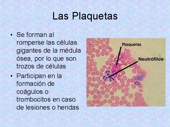 Las Plaquetas • Se forman al romperse las células gigantes de la médula ósea,