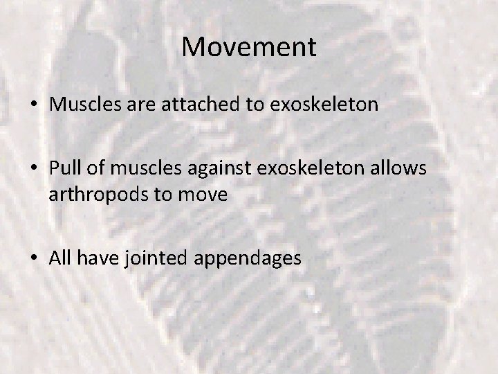 Movement • Muscles are attached to exoskeleton • Pull of muscles against exoskeleton allows