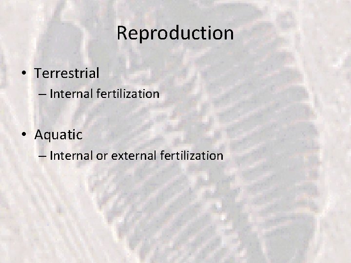 Reproduction • Terrestrial – Internal fertilization • Aquatic – Internal or external fertilization 