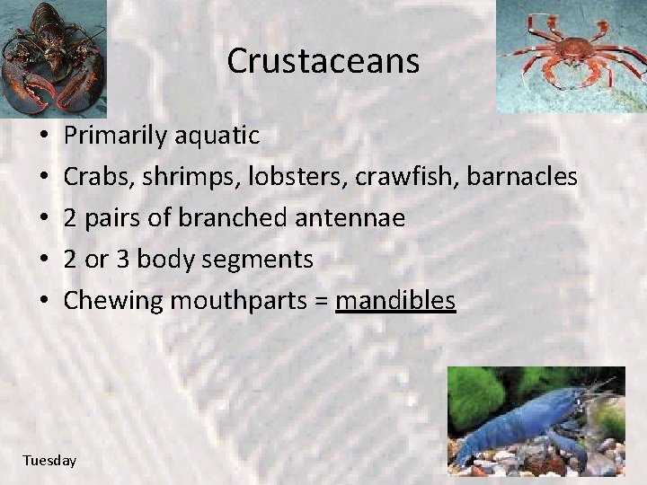 Crustaceans • • • Primarily aquatic Crabs, shrimps, lobsters, crawfish, barnacles 2 pairs of