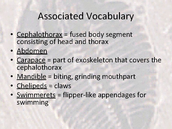 Associated Vocabulary • Cephalothorax = fused body segment consisting of head and thorax •