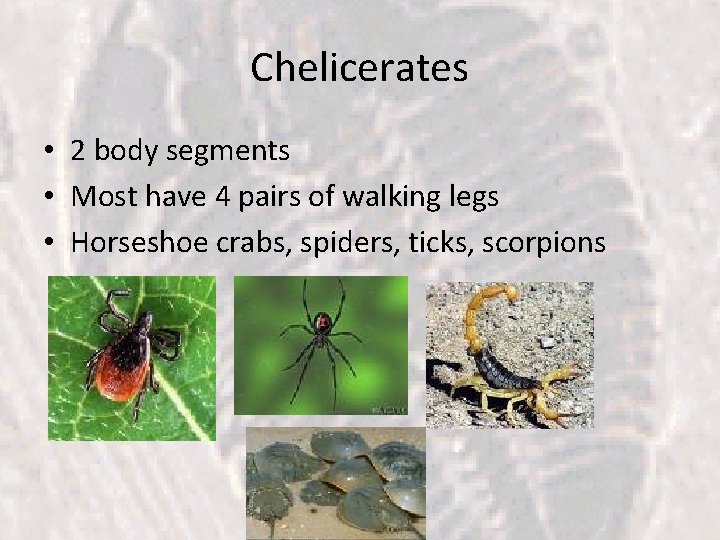 Chelicerates • 2 body segments • Most have 4 pairs of walking legs •