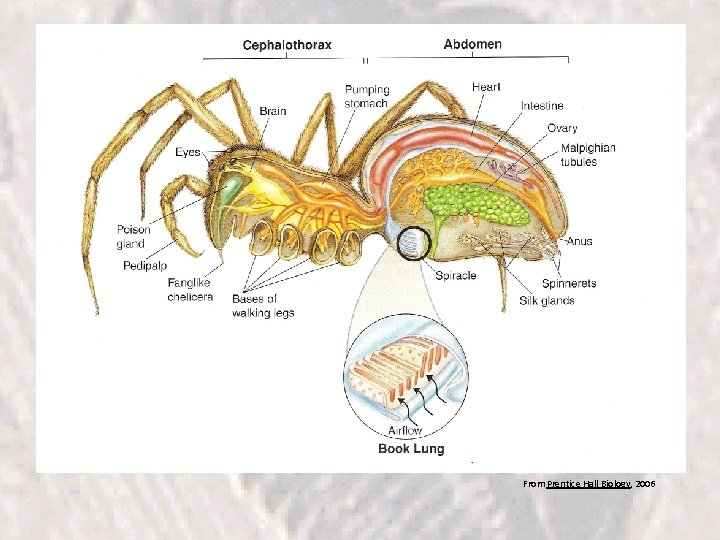 From Prentice Hall Biology, 2006 