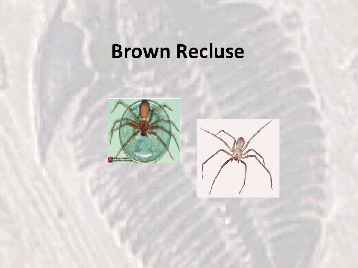 Brown Recluse 