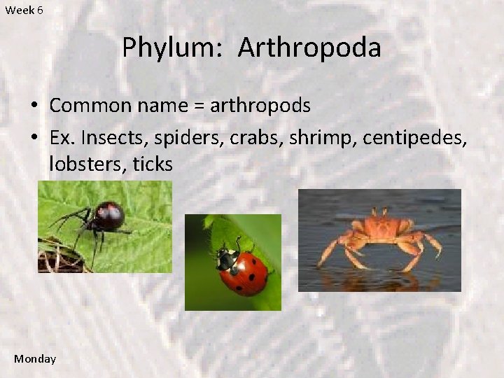 Week 6 Phylum: Arthropoda • Common name = arthropods • Ex. Insects, spiders, crabs,