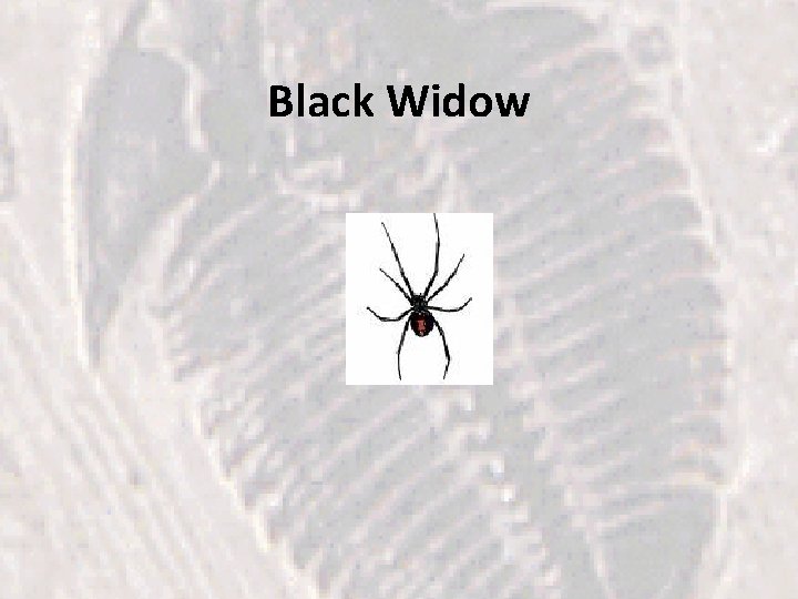 Black Widow 
