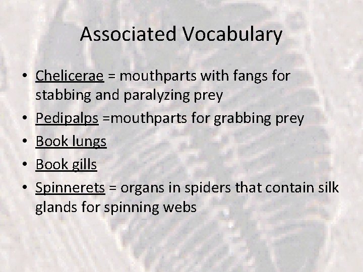 Associated Vocabulary • Chelicerae = mouthparts with fangs for stabbing and paralyzing prey •