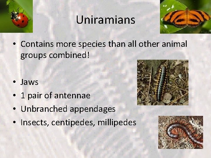 Uniramians • Contains more species than all other animal groups combined! • • Jaws