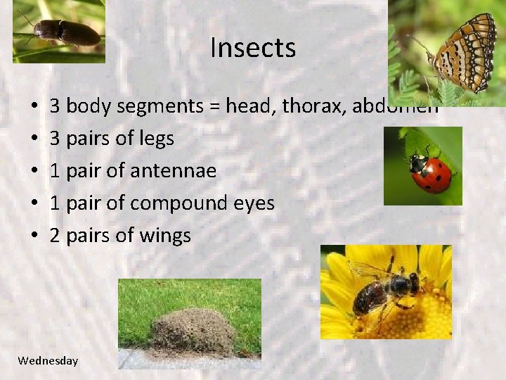 Insects • • • 3 body segments = head, thorax, abdomen 3 pairs of