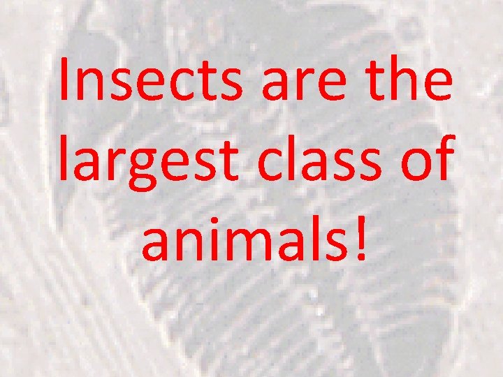 Insects are the largest class of animals! 