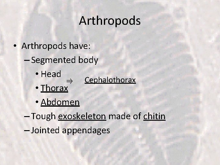 Arthropods • Arthropods have: – Segmented body • Head ⇛ Cephalothorax • Thorax •