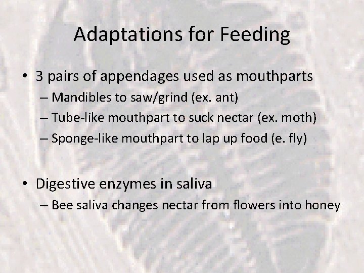 Adaptations for Feeding • 3 pairs of appendages used as mouthparts – Mandibles to