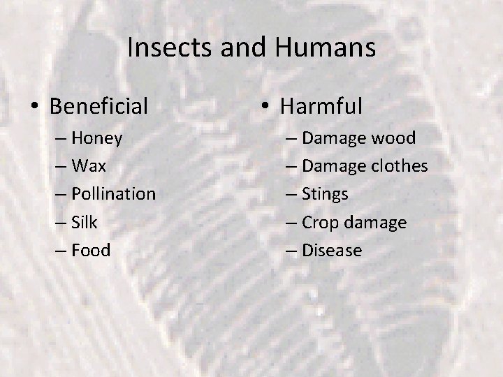 Insects and Humans • Beneficial – Honey – Wax – Pollination – Silk –