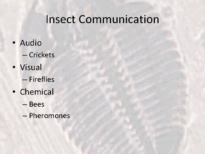 Insect Communication • Audio – Crickets • Visual – Fireflies • Chemical – Bees