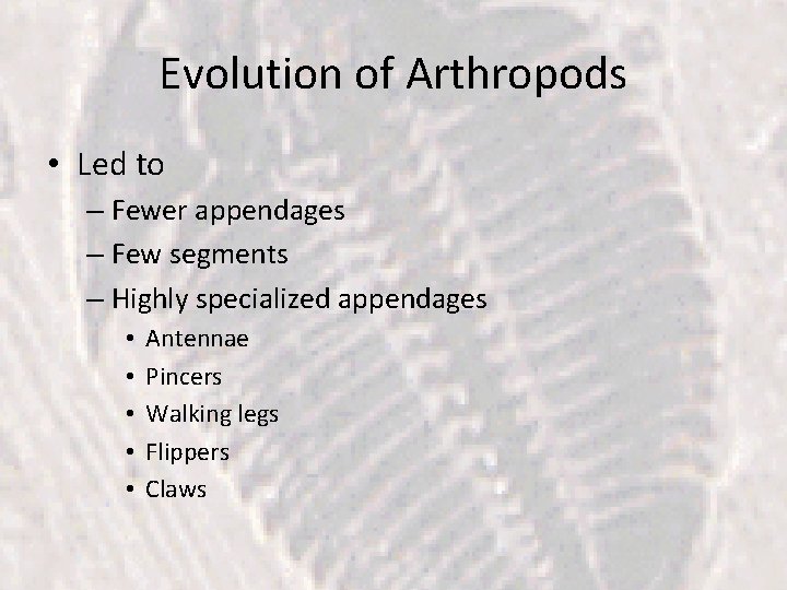 Evolution of Arthropods • Led to – Fewer appendages – Few segments – Highly