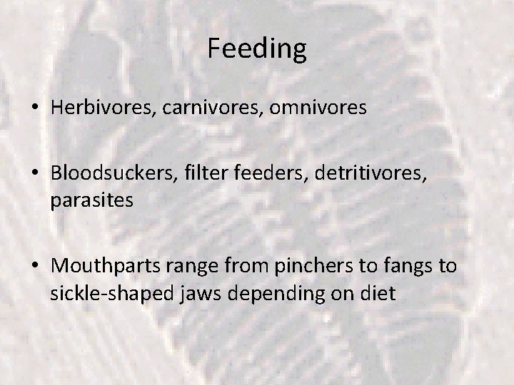 Feeding • Herbivores, carnivores, omnivores • Bloodsuckers, filter feeders, detritivores, parasites • Mouthparts range