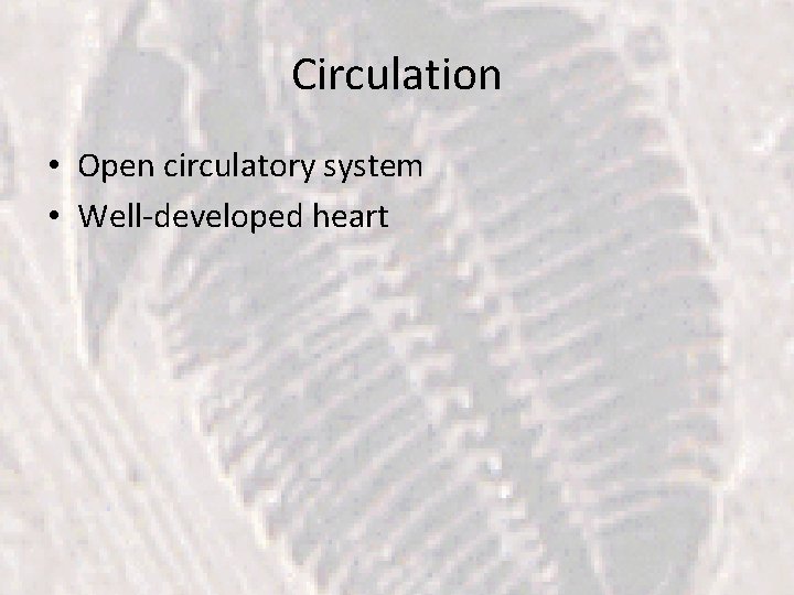 Circulation • Open circulatory system • Well-developed heart 