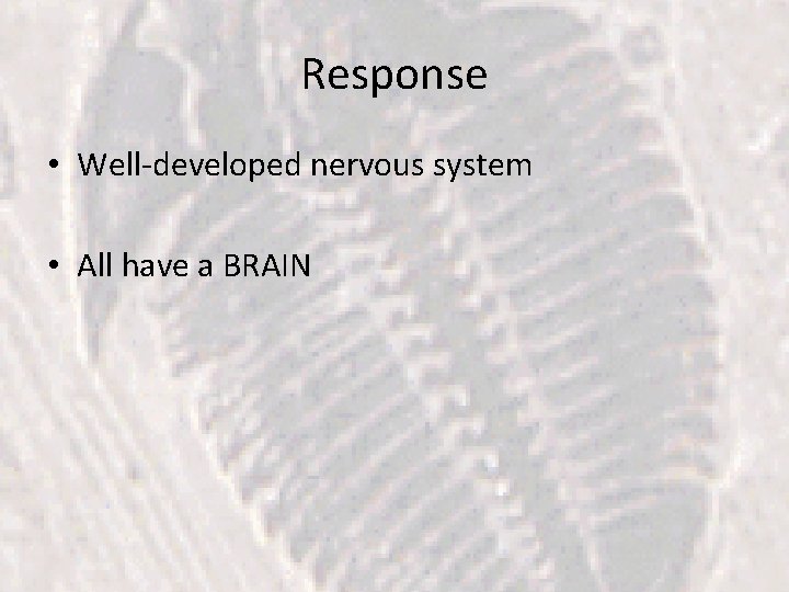 Response • Well-developed nervous system • All have a BRAIN 