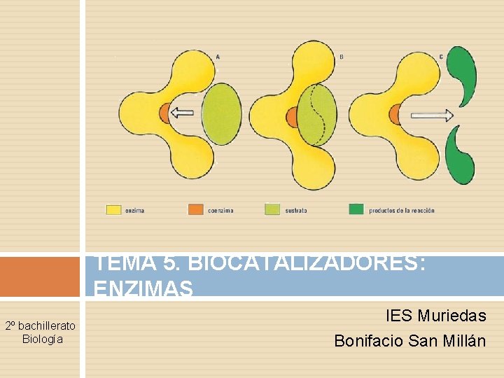 TEMA 5. BIOCATALIZADORES: ENZIMAS 2º bachillerato Biología IES Muriedas Bonifacio San Millán 