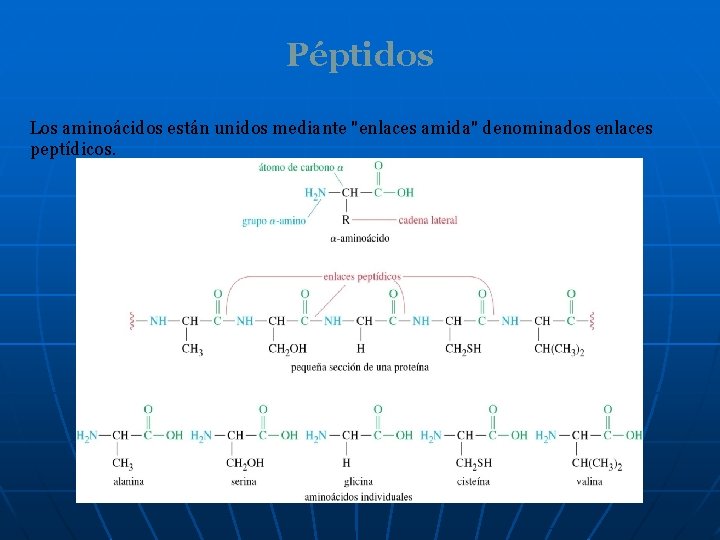 Péptidos Los aminoácidos están unidos mediante "enlaces amida" denominados enlaces peptídicos. 