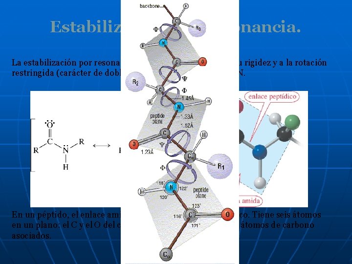 Estabilización por resonancia. La estabilización por resonancia de una amida da lugar a su