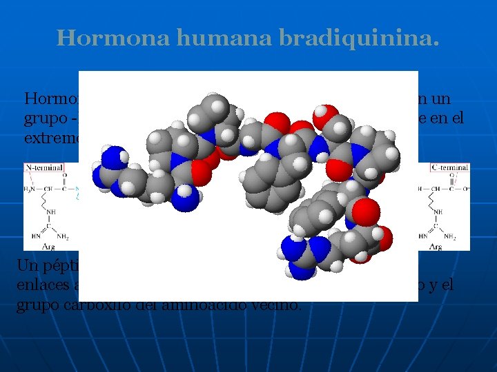 Hormona humana bradiquinina es un nonapéptido con un grupo -NH 3+ en el extremo