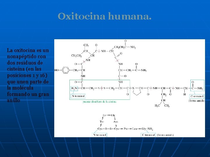 Oxitocina humana. La oxitocina es un nonapéptido con dos residuos de cisteína (en las