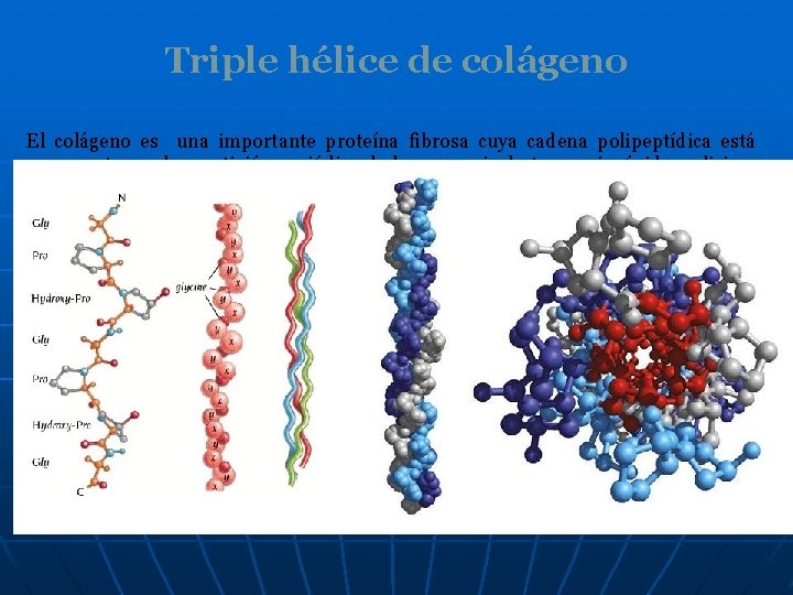 Triple hélice de colágeno El colágeno es una importante proteína fibrosa cuya cadena polipeptídica