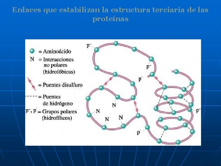 Enlaces que estabilizan la estructura terciaria de las proteínas 