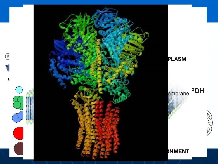 Estructuras de una proteína La estructura primaria es la estructura enlazada covalentemente, incluyendo la