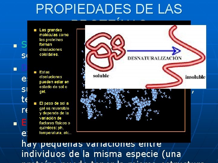 PROPIEDADES DE LAS PROTEÍNAS n n n Solubilidad: generalmente las globulares son solubles en