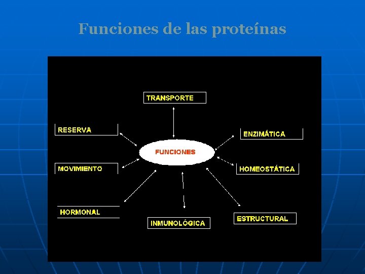 Funciones de las proteínas 