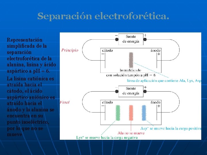 Separación electroforética. Representación simplificada de la separación electroforética de la alanina, lisina y ácido