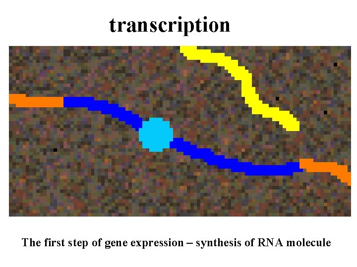 transcription The first step of gene expression – synthesis of RNA molecule transcription The first step of gene expression – synthesis of RNA molecule