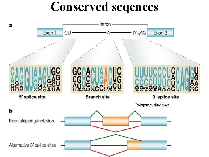 Conserved seqences Polypyrimidine tract 