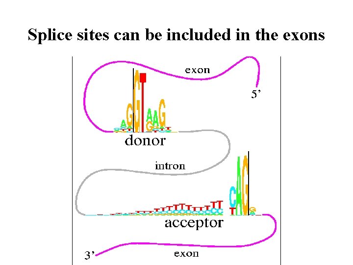 Splice sites can be included in the exons Splice sites can be included in the exons