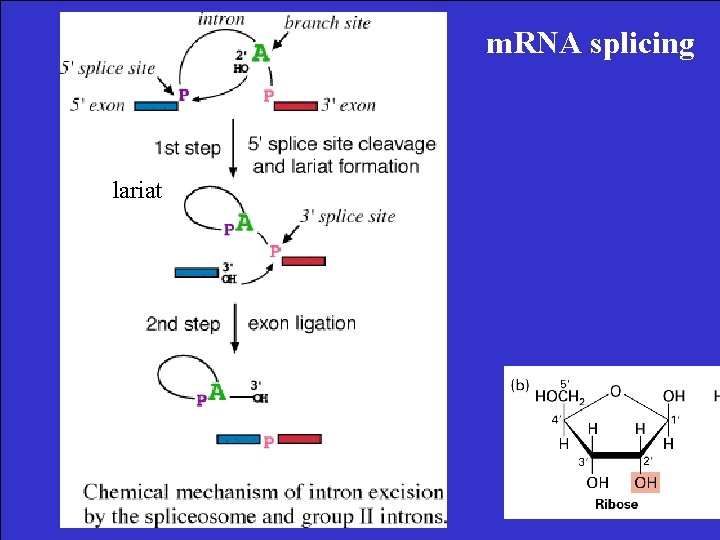 m. RNA splicing lariat 