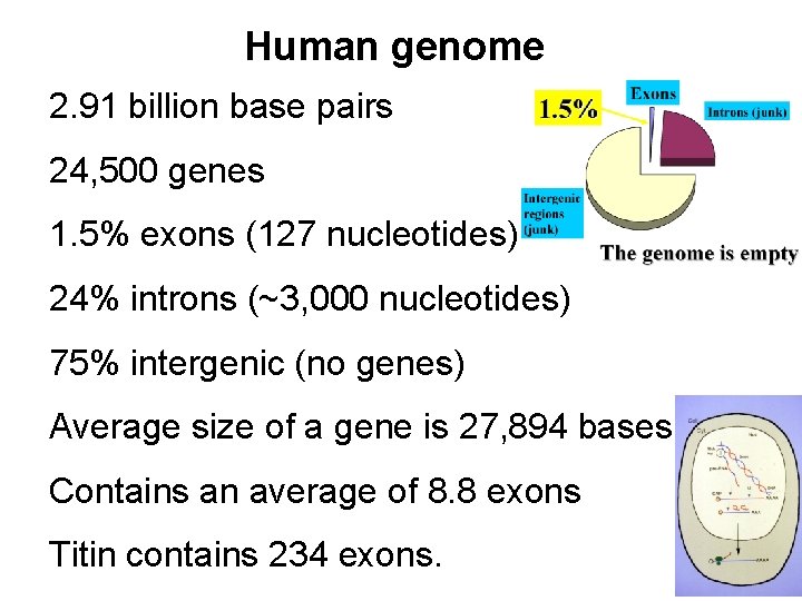 Human genome 2. 91 billion base pairs 24, 500 genes 1. 5% exons (127 Human genome 2. 91 billion base pairs 24, 500 genes 1. 5% exons (127