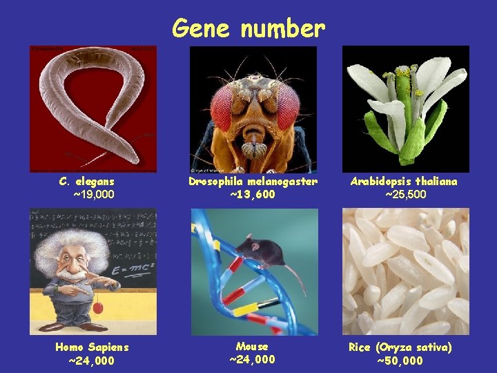 Gene number C. elegans ~19, 000 Homo Sapiens ~24, 000 Drosophila melanogaster ~13, 600