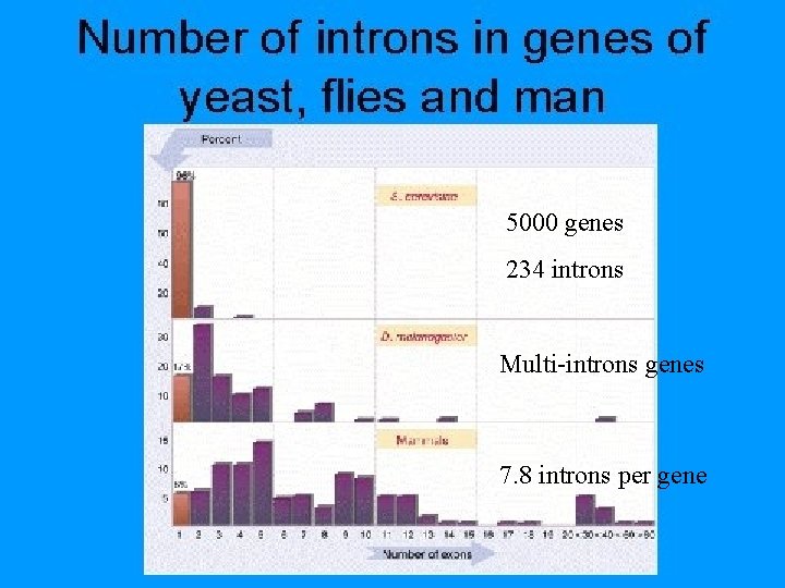5000 genes 234 introns Multi-introns genes 7. 8 introns per gene 5000 genes 234 introns Multi-introns genes 7. 8 introns per gene